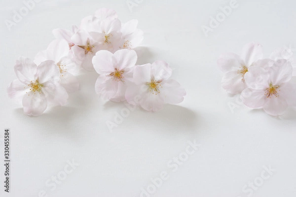 Fototapeta 桜の花　白背景