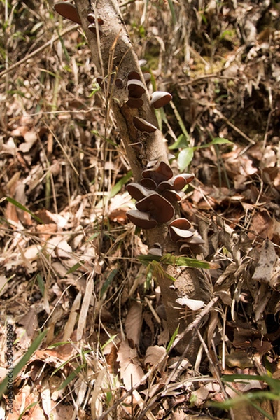 Fototapeta きくらげ