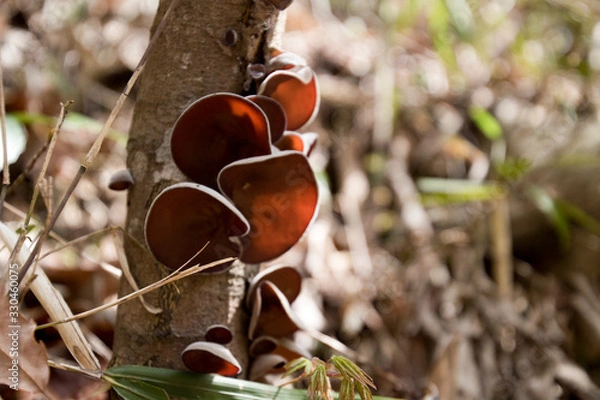 Fototapeta きくらげ