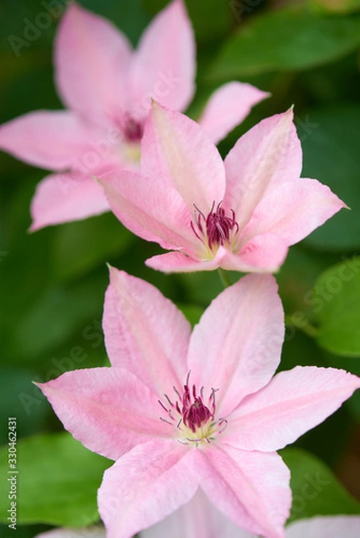 Obraz クレマチス　ピンク・ファンタジー