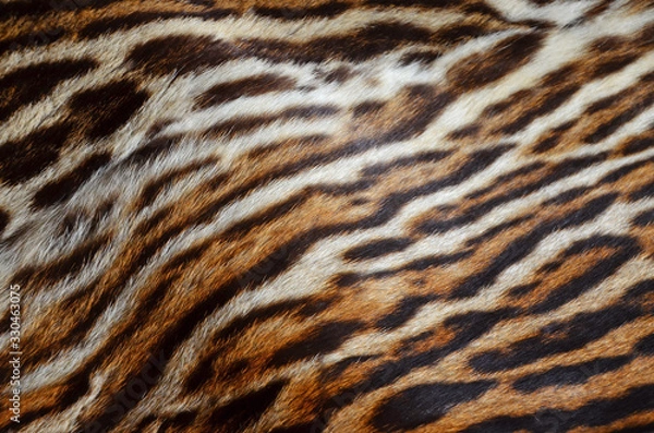 Obraz tiger fur background texture