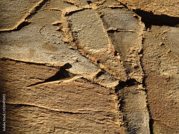 Obraz Trachylepis striata wahlbergi