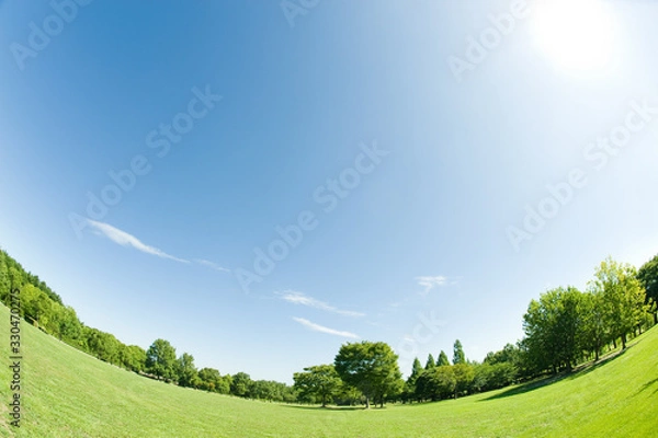 Obraz 太陽と青空と草原と新緑の樹