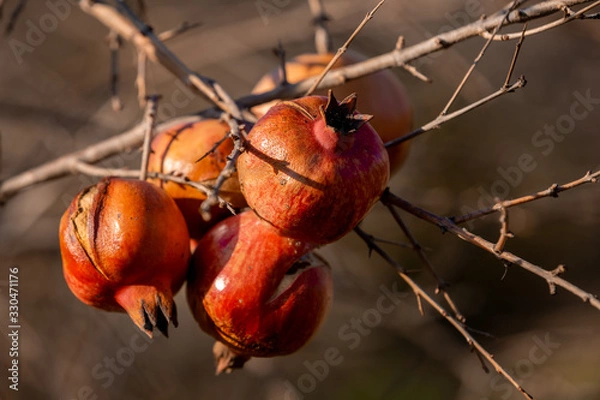 Obraz Growing pomegranates close up on the tree on sunlight, blurred background