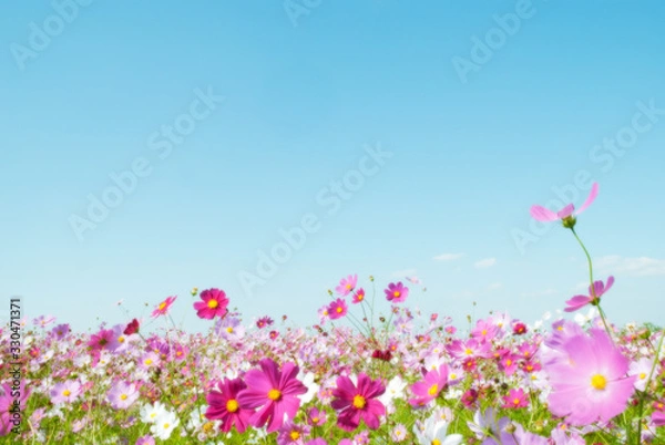 Obraz 青空とコスモス