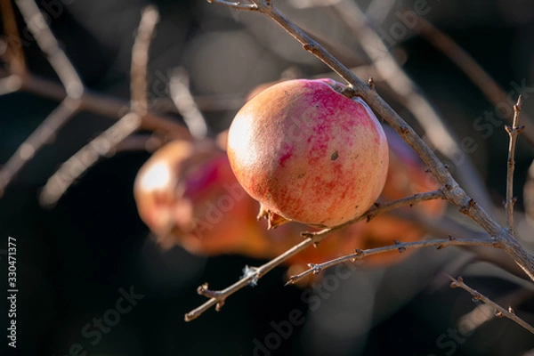 Obraz Growing pomegranates close up on the tree on sunlight, blurred background