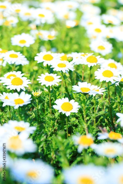 Obraz クリサンセマム