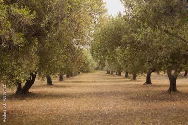 Obraz Olive Grove