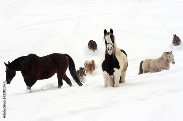 Obraz horses in the snow