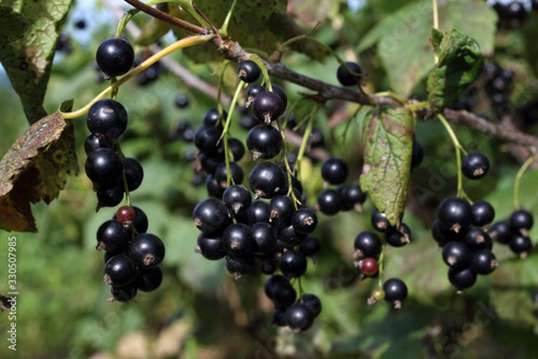 Obraz Growing black currant