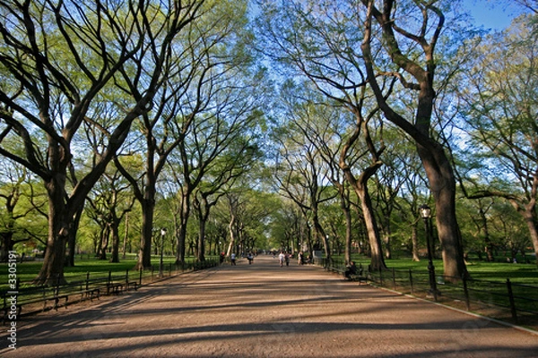 Fototapeta central park avenue