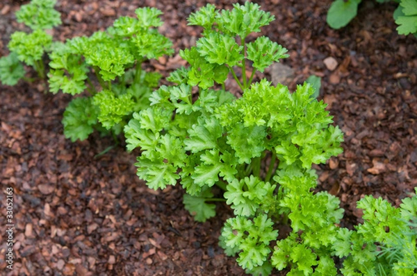 Obraz Petersilie im Garten