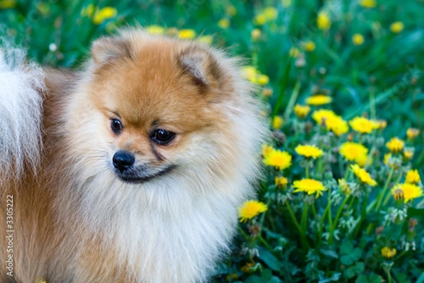 Fototapeta spitz dog