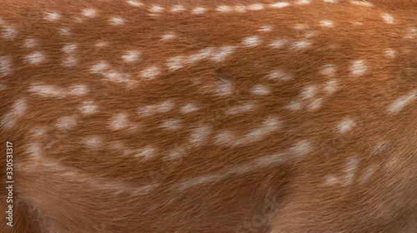 Fototapeta Deer skin pattern white spot in picture.