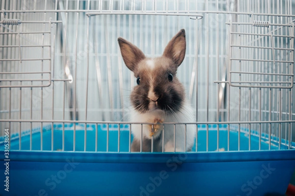 Obraz home rabbit in a cage
