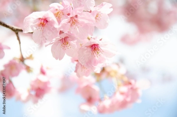 Obraz 陽光桜の花
