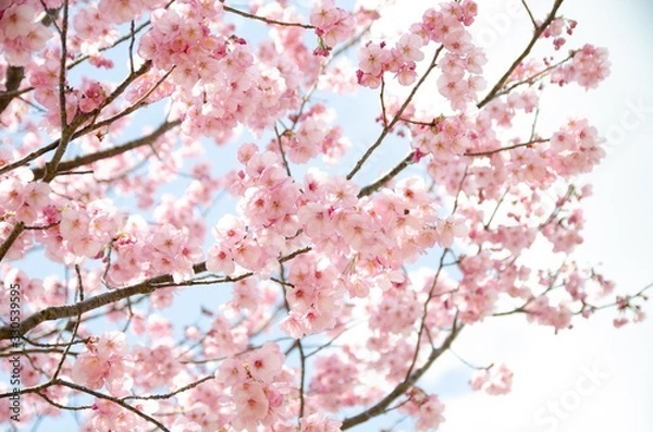 Fototapeta 満開の桜と青空