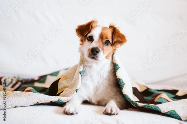 Fototapeta cute jack russell dog covered with ethnic blanket sitting on the couch at home. Lifestyle indoors