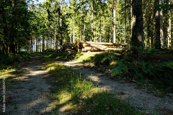 Fototapeta path in the forest
