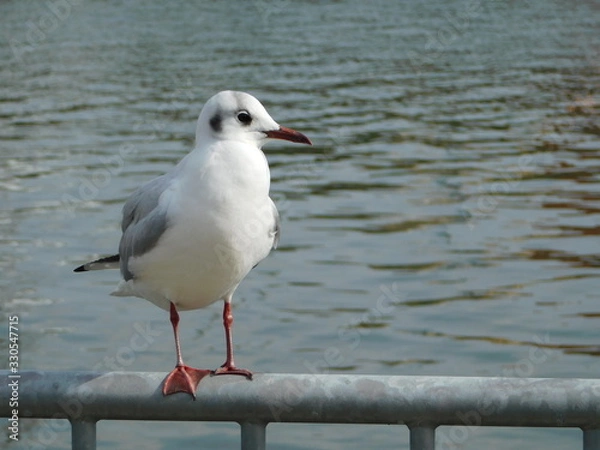 Fototapeta 川岸の柵に留まるユリカモメ