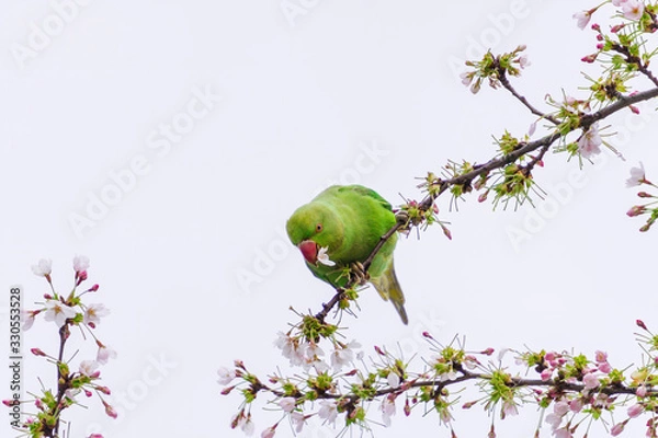 Fototapeta Rose-ringed parakeet (Psittacula krameri), also known as the ring-necked parakeet wild green parrot perching on a cherry blossom branches holding cherry blossom flower in his red beak in Amsterdam