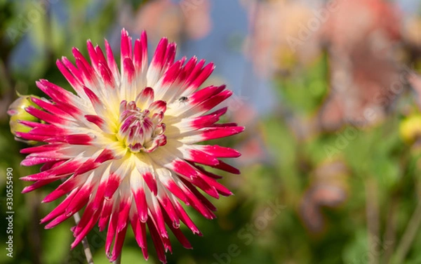 Fototapeta Dahlia Cactus Tahiti Sunrise  (Georgina ) macro close up shot at sunny day with nice and soft blurry bokeh background 