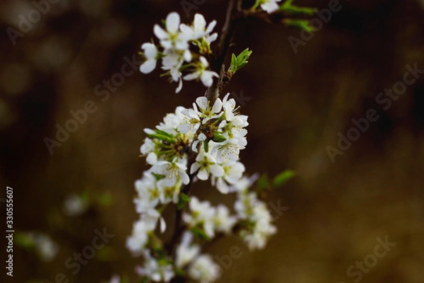 Obraz   Blooming cherry on a dark background. Spring background.