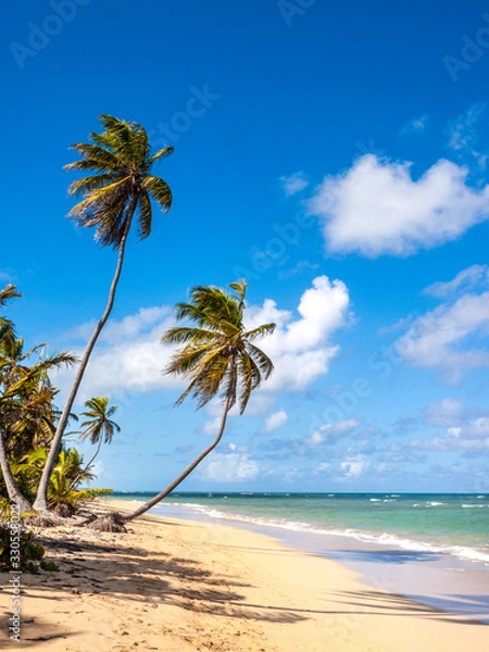 Obraz A relaxing Caribbean beach with palm trees a blue sky golden sand and calm waters. 