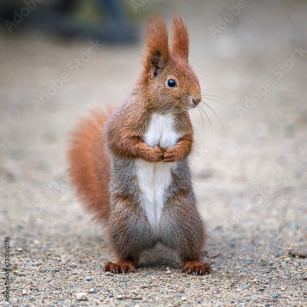 Obraz Red squirrel standing