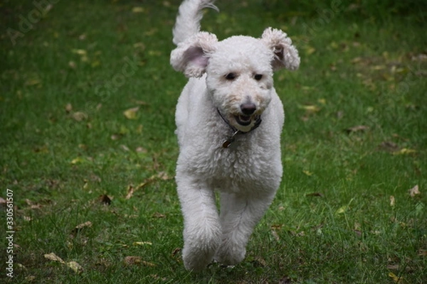 Fototapeta Goldendoodle
