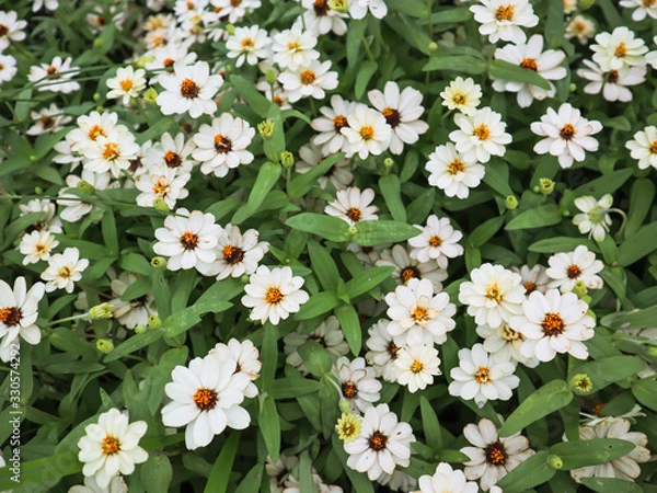 Fototapeta White flowers background.Soft dreamy image