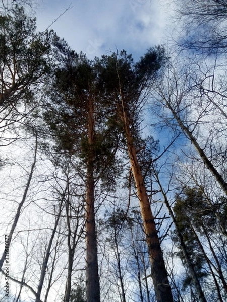 Obraz trees in winter