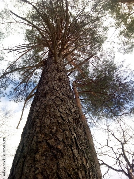 Obraz tree in forest