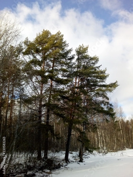 Obraz trees in winter