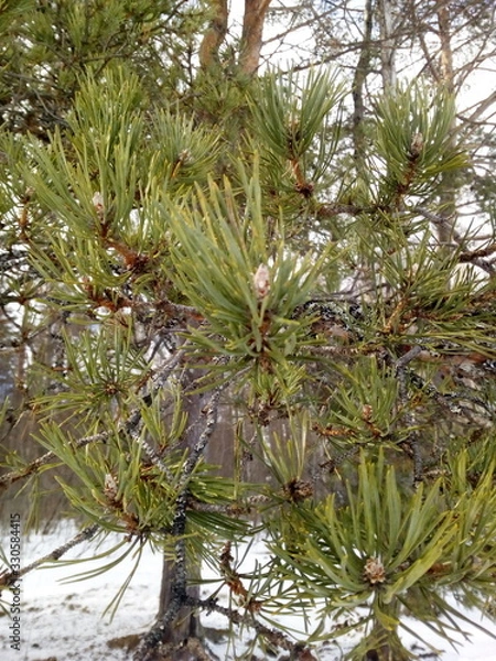 Obraz branch of pine tree