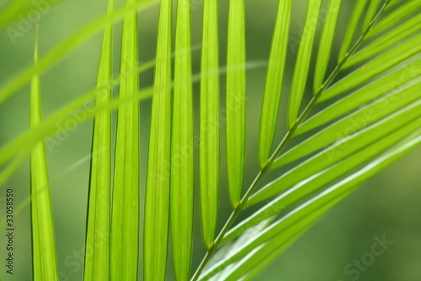 Obraz Feuillage d'areca perspective