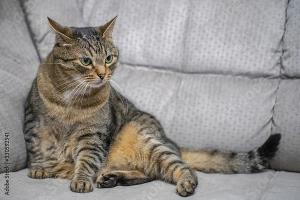 Fototapeta sleepy tabby cat sitting on a sofa