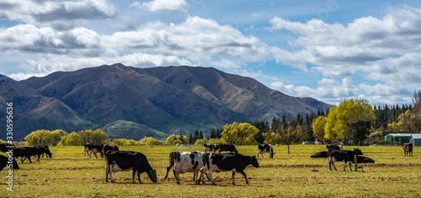 Fototapeta Set of black and white cows grazing in a beautiful green field on a sunny day, New Zealand