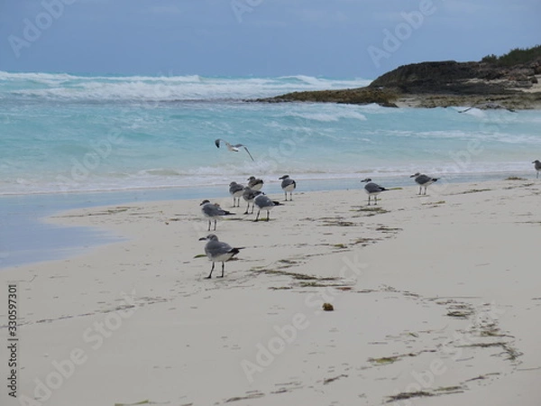 Obraz Birds and ocean