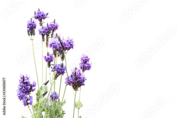 Fototapeta 白背景のラベンダー