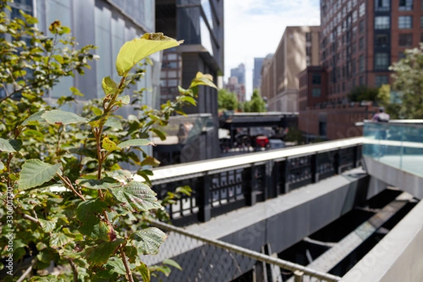 Obraz Flowers in the city