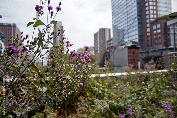 Obraz Plants in New York