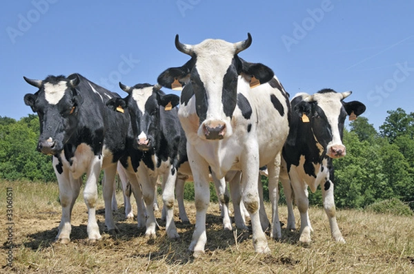 Fototapeta Vaches "Prim'Holstein"