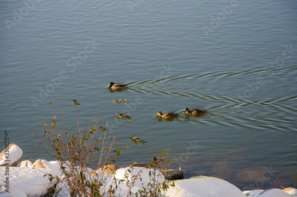 Obraz Couple Ducks Swimming on a River