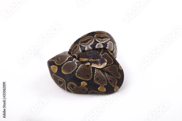 Fototapeta Baby Ball or Royal Python on white background