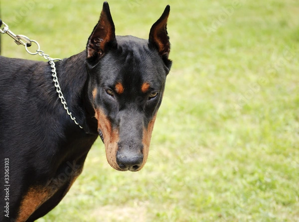 Obraz Angry doberman dog