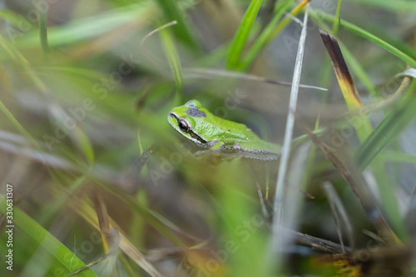 Fototapeta Pacific Tree Frog II