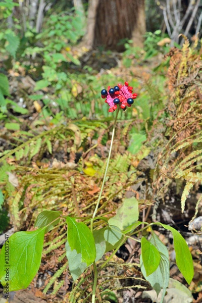 Obraz Seeds of wild peony