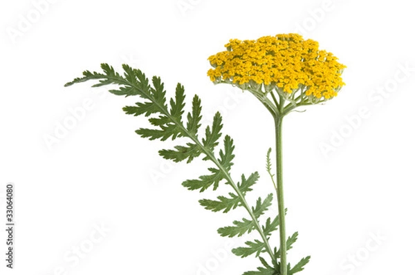 Obraz Gold-Schafgarbe