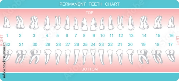 Obraz dental chart